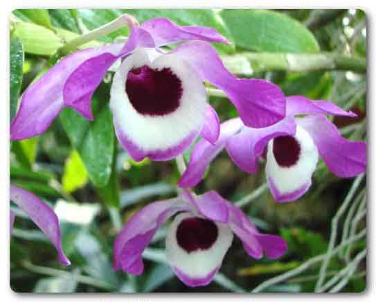  Sikkim State flower, Noble dendrobium, Dendrobium nobile